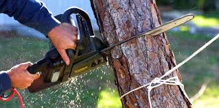 Best Tree and Shrub Care  in Cairo, GA