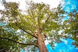 Cairo, GA Tree Care Company