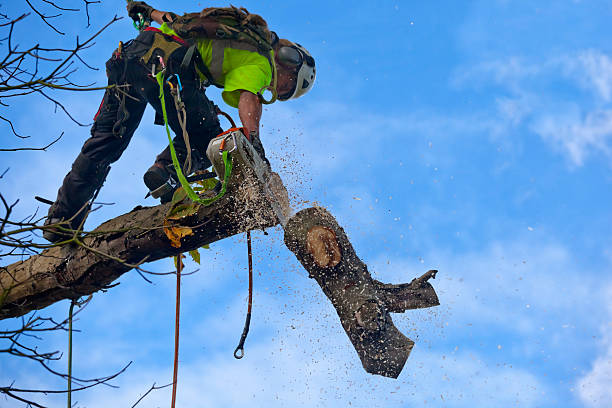 How Our Tree Care Process Works  in  Cairo, GA