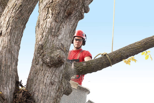 Best Tree Trimming and Pruning  in Cairo, GA